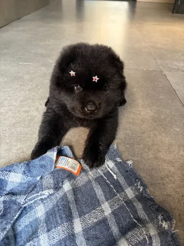 Chow Chow fêmea