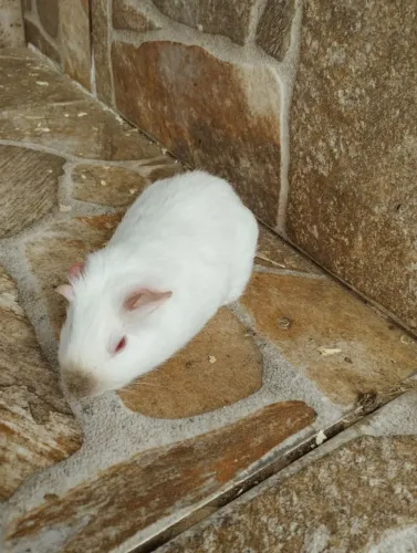 Porquinha da índia