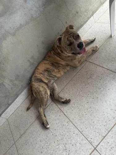 American bully exótico