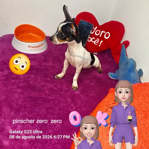 Pinscher zero zero machinho 