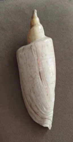 Enorme concha para coleção ou decoração, Zidona dufresnii, 23cm comprimento 