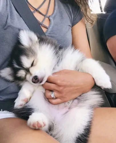 Husky siberiano O protetor que sua família merece