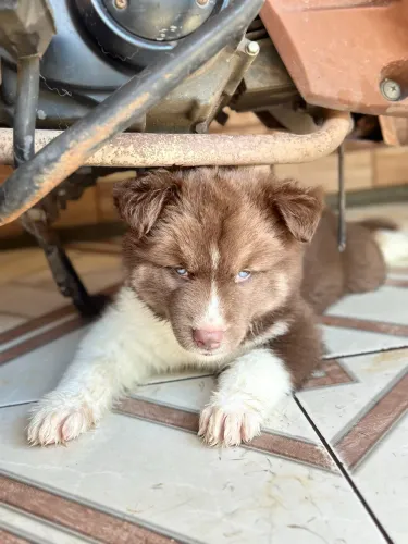 Husky siberiano
