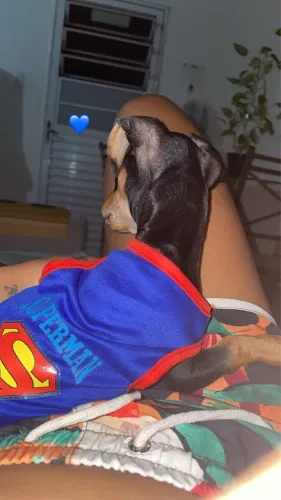 Cachorro pinche 