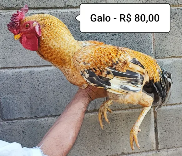 Galo caipira - R$ 80,00