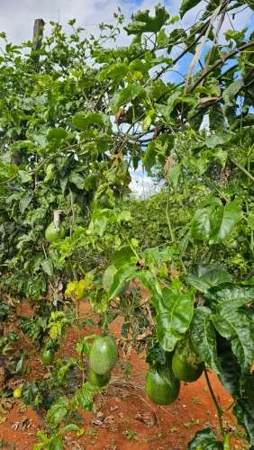 Chácara na Nova Petrópolis em planaltina de Goiás