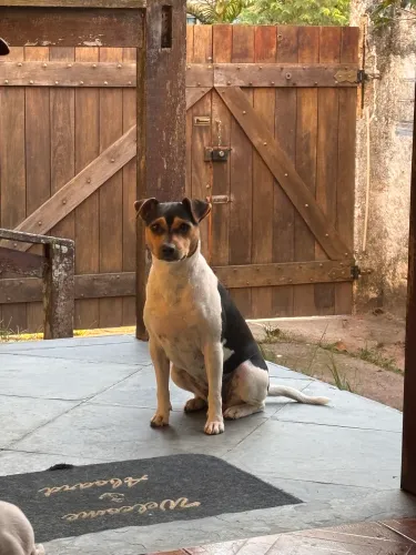 Fox paulistinha, Terrier Brasileiro