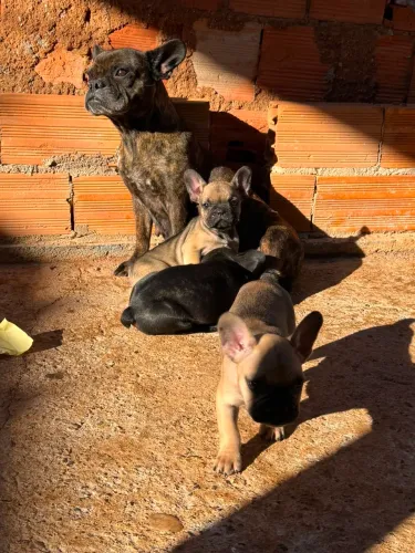 bulldog francês fêmea