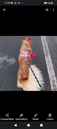 Husky siberiano wooly fêmea