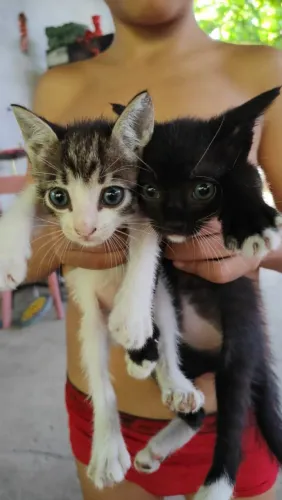 Gatos pra doacao