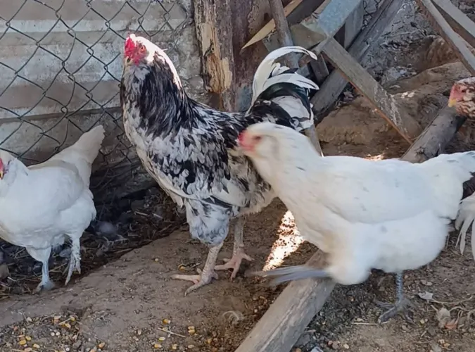 Galinha Ameraucana - Ovos Férteis Para Chocar * LEIA COM ATENÇÃO*