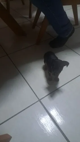 Vendo filhote de pinscher