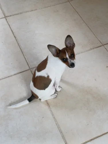 Fox paulistinha fêmea