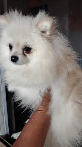 Fêmea Lulu da pomerania anão 1 ano