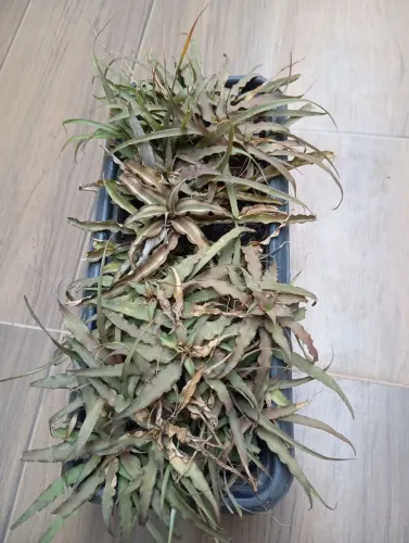 Floreira de Mini bromelias