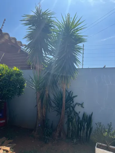 Mudas Iúcas (Yucca elephantipes )