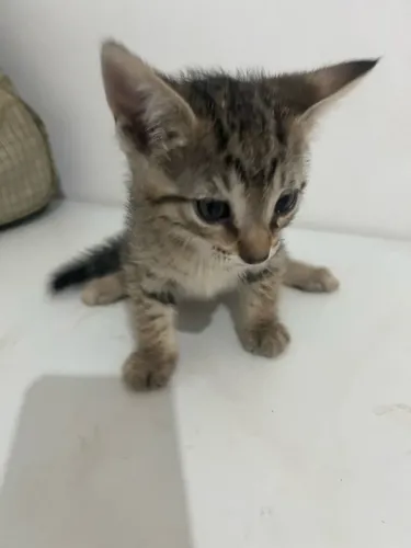 Gatinhos para Adoção Responsável Urgente 