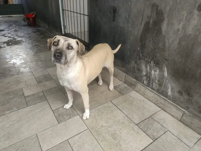 Doa uma cachorrinha mistura de Pit Bull , e um pinscher