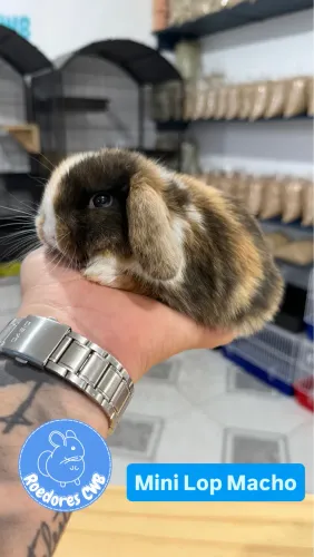 Menores raças de coelhos do mundo (Roedores CWB) 