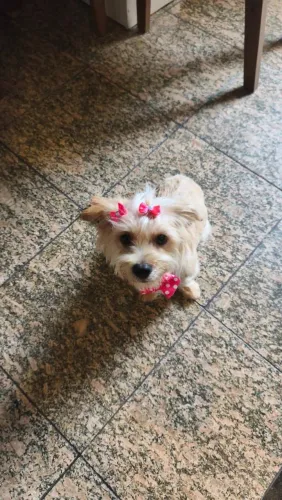 Adoção - Cachorro Fêmea Pequeno Porte