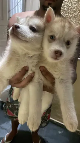 Lindos bebê Rask siberiano 