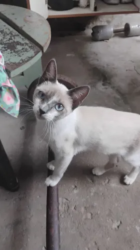 Gata fêmea para doação