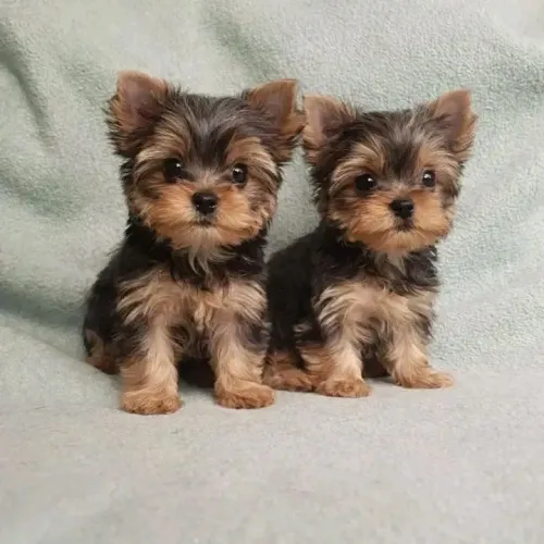 Lindíssimos yorkshire machos mini! Entregamos hoje