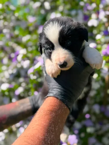 Border Collie/ A raça mais inteligente do mundo