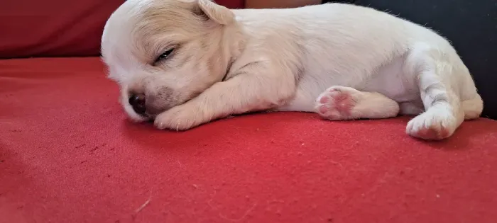 Filhotes chihuahua vendo 