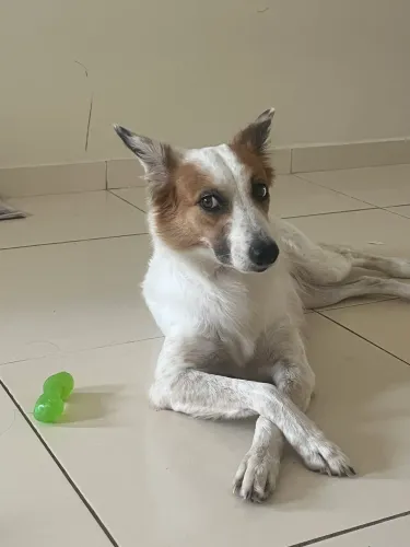 Hospedagem Pet 
