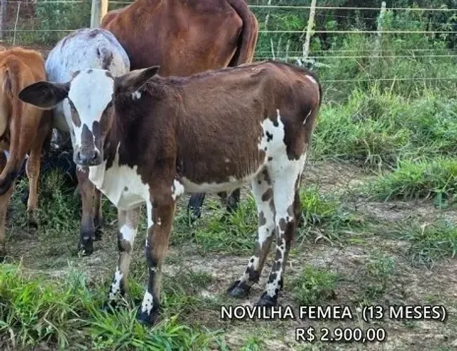 NOVILHA 1 ANO