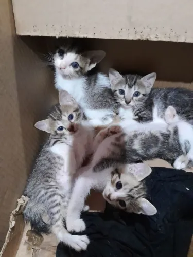 Gatos para adoção