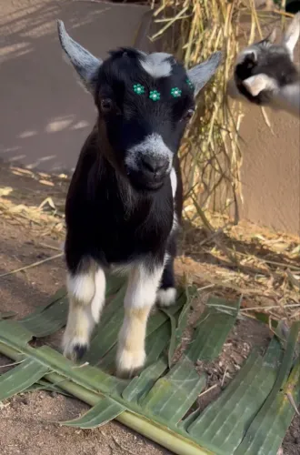 Mini cabra 