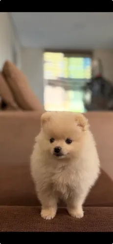 Spitz alemão macho