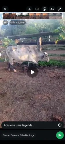 Vacas de leite
