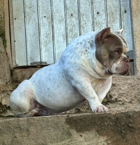 Américan Bully