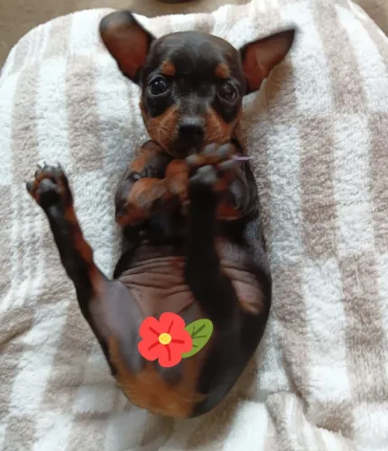 Filhotes de pinscher