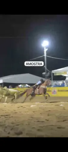 Égua pura direita iniciando 