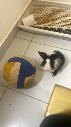 Coelhinho para adoção 