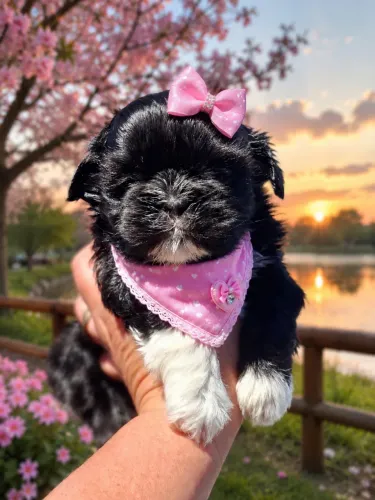 Filhotes de Shih tzu fêmea pretinha! 