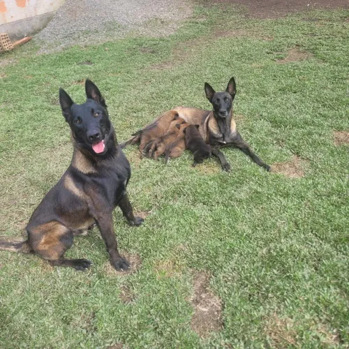 Pastor Belga Malinois