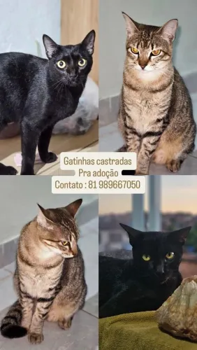 Adoção animais 