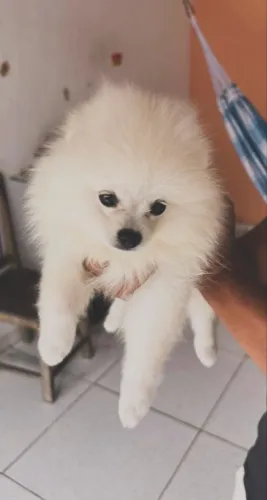 Vendo sptiz alemão anão puro (Lulu da pomerania macho 3 meses já vacinado