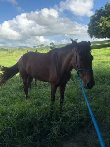 Cavalo baixeiro muito andador marcha picada. Anda muito!