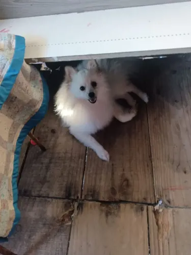 Lulu  Branca Neve Fêmea Grávida .