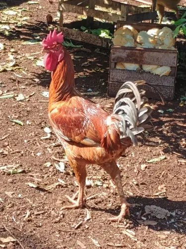 Vende galo caipira jovem (frango)