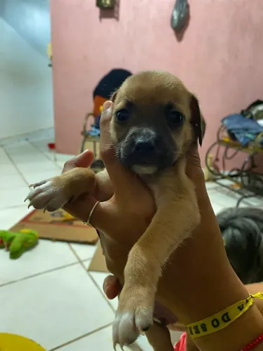 Doação de cachorros