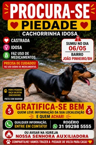 Cachorro 