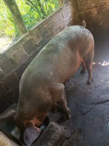 Vendo 2 porcas Matriz prenhas