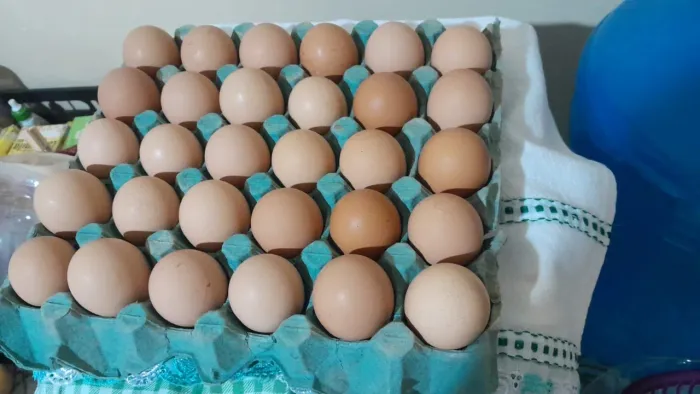 Ovos galados 